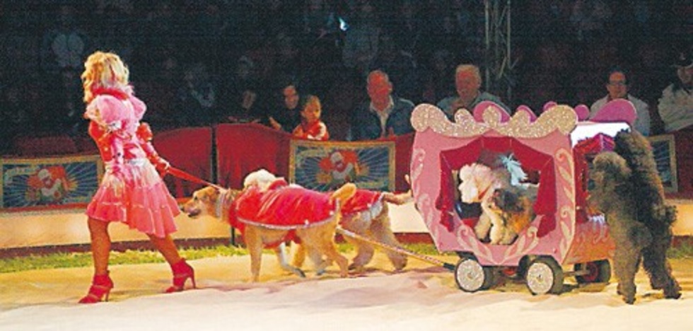 Många duktiga djur visade upp cirkuskonster när Olympia kom till Hultsfred.