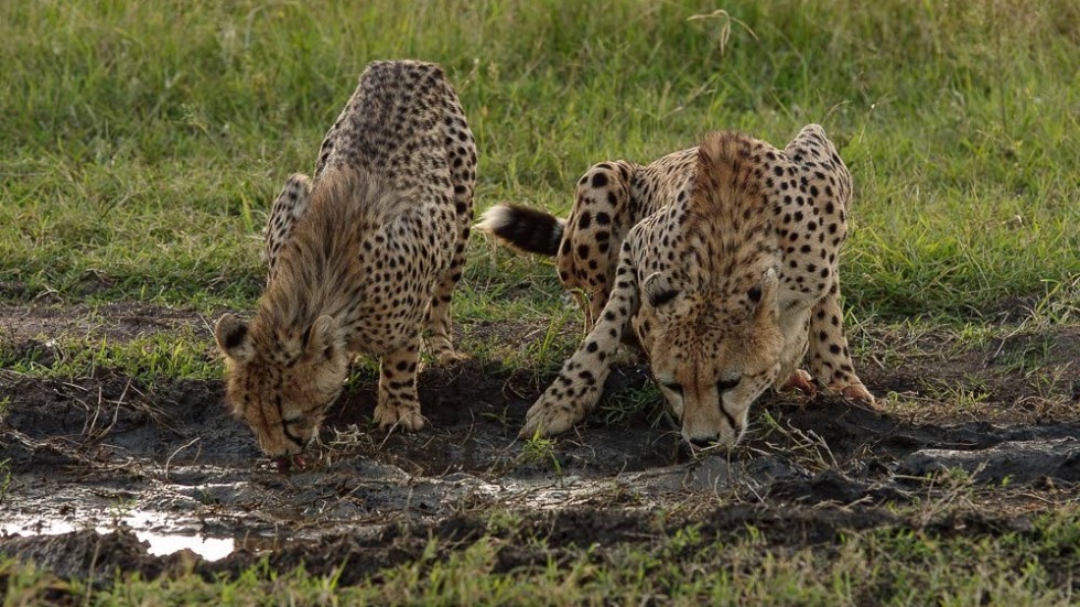 Vid sina många besök i Kenya har Ture Göransson fotograferat mängder av exotiska djur. Här är en av bilderna ur utställningen.