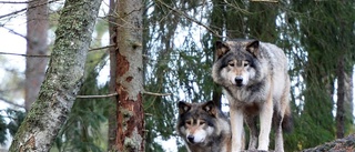 Nio vargar spårade i Norduppland