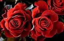 Dyra rosor på kärleksdagen