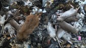 Råttorna är tillbaka: "De ska dö snabbt"