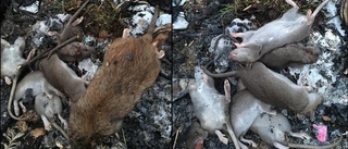 Dödade 30 råttor: "Verkar vara borta"