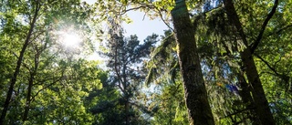 Förslag om skogsbad sågas