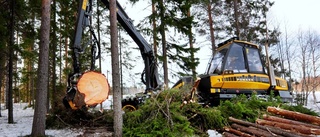Jag skäms över svensk skogspolitik