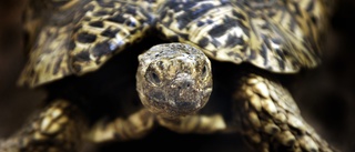 Sköldpadda i Gnesta bor skitigt och trångt – djurskyddet kräver omedelbar bättring