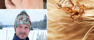 Läskiga älgflugan nu i Västerbotten – sprider sig norrut • Håller sig fast i håret • Kliar och kan ge bölder: ”Jobbigt om man hamnar i en svärm”