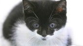 Åtal: Hängde död kattunge på grind