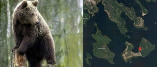 Ovanliga synen – björn på skärgårdsö i Luleå