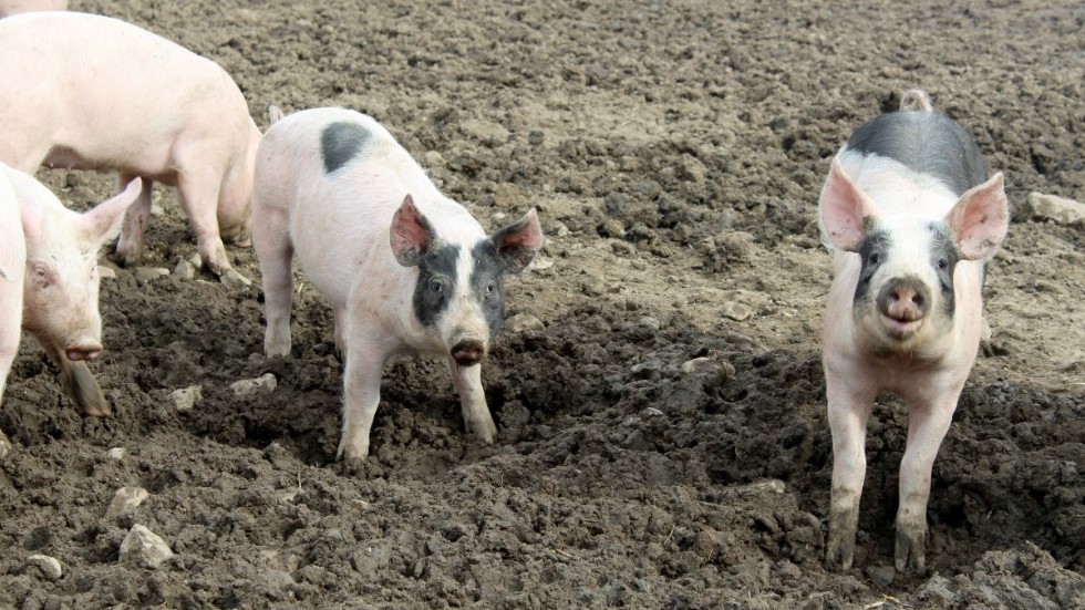 Om den afrikanska svinpesten förs in i Sverige kan det få stora konsekvenser för såväl gris som grisbonde.