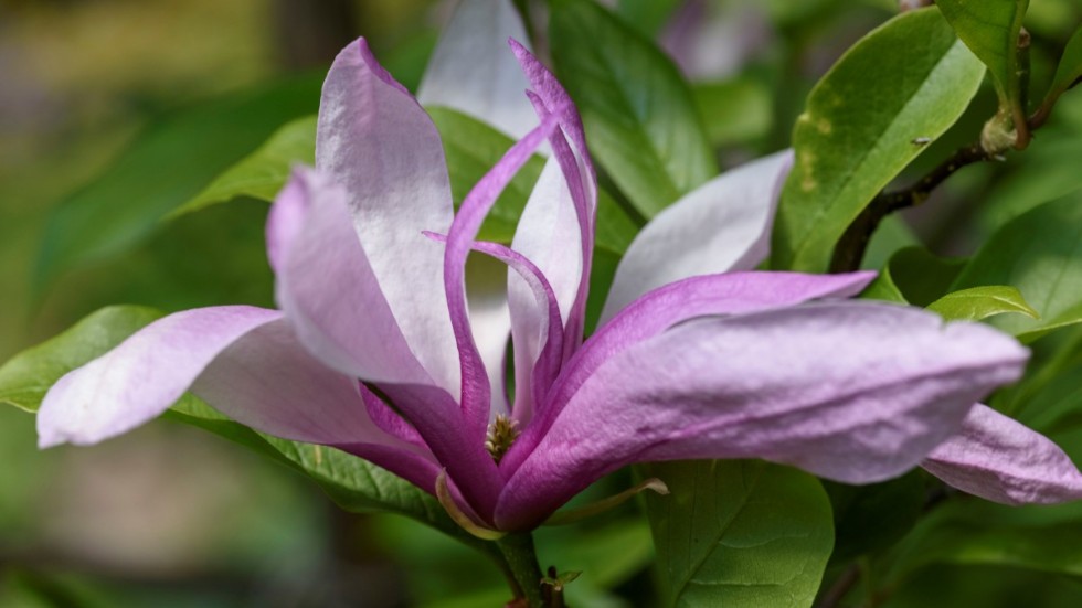 Magnolia ’Randy’ – en av åtta flicknamn, som skiljer sig i färg, storlek och blomblad. Den vill stå i surjord och blommar under maj och juni månad.