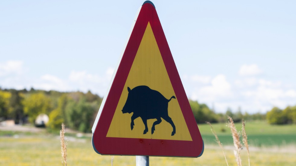 99 procent av Nordens vildsvin finns i Sverige och norrmännen ser med oro på att Sverige inte vill begränsa utbredningen mer. Arkivbild.