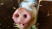 Fler grisar men färre får på svenska gårdar
