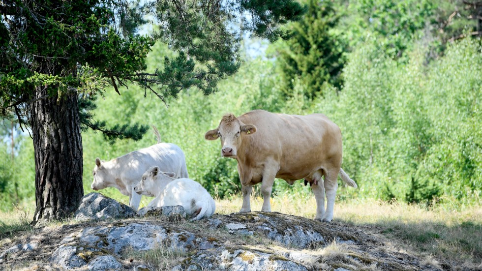 Ett viktigt mål är att halvera Sveriges köttkonsumtion till 2030. Men den allra största klimatvinsten med vårt förslag är att hälften av skatteintäkterna går tillbaka till jordbrukarna för att återställa våtmarker, vilket kan minska utsläppen enormt, skriver representanter för Klimatalliansen.. 