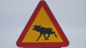 Fem viltolyckor på tre timmar i Jämtland