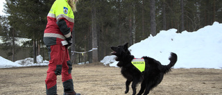 Hundarna som räddar liv • Koda och Rasputin är nya lavinhundar: "Rasar det hänger det på oss"