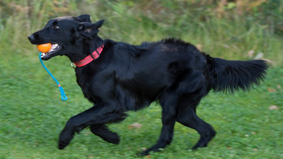 Oacceptabelt att springa omkring med hundar i skogen april–juli, menar insändarskribenten.