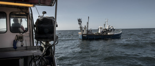 Mer politisk vilja för att rädda fisken i Östersjön
