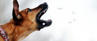 Hundlatriner – återinför hundskatten