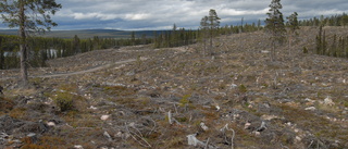 Norrbotten når inte miljömålet levande skogar