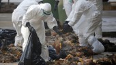 Kina bekräftar: Man smittad av fågelinfluensa
