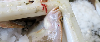 Sörmländska skolor ska inte servera bottentrålad fisk