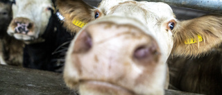 Åtalad lantbrukare frias: "Vidtagit åtgärder" • Djuren ovanligt smutsiga