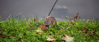 Panikåtgärden: Nu jagas råttorna vid Svandammen med gevär