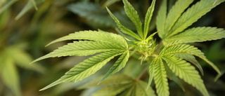 Stark lukt röjde cannabisodling – två döms