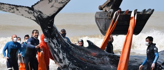 Strandade valar räddade i Argentina