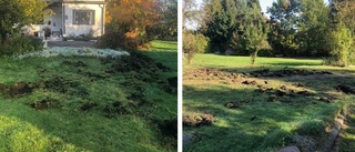 Här har vildsvinen förstört ett 30-tal trädgårdar – på kort tid • "Kommunen måste vakna"