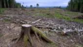 När skogsbrukets uppgift förskjuts är det inte hållbart