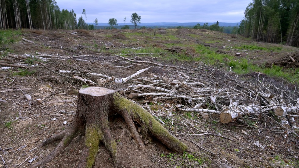 "Hur har vi råd att hugga ner våra skogar och sedan slösa bort dem? De som ska binda kol för framtiden, finnas för biologisk mångfald, vara virke till långlivade trähus, finnas för barnbarnen att ströva i?" frågar sig insändarskribenten.
