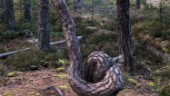 Tävlingen klar: Sörmlands knasigaste träd har korats