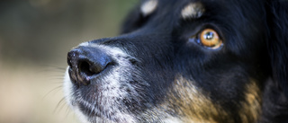 Kräver åtgärder för vanvårdad hund