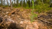 Skogsopinionen drivs av offentliga lögner
