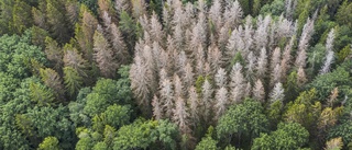 Döda träd kan falla – nu avråder länsstyrelsen från besök i flera naturreservat