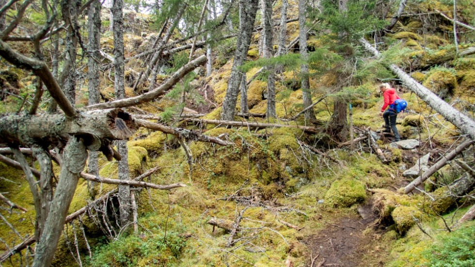 Två av tre svenskaranser att skogsbruk som riskerar att skada hotade arter och miljön i skog och vatten bör förbjudas, skriver bland andra Peter Westman, biträdande generalsekreterare Världsnaturfonden WWF.