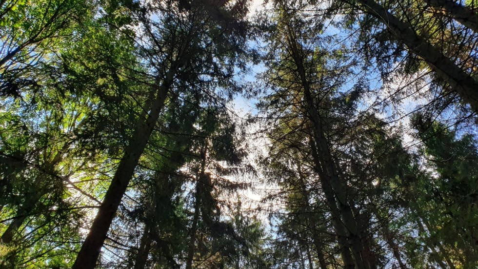 Det är dags att visa att Sveriges skogar består av betydligt mer variation än vad som kommer fram i debatten, där både tillväxt och biologisk mångfald är en del av målbilden, skriver debattörerna.