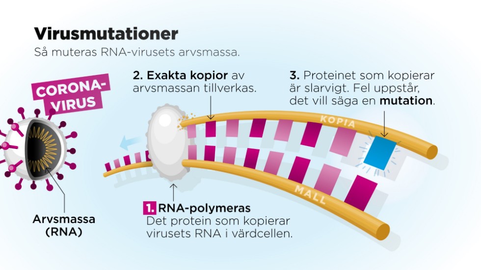 Coronaviruset är ett så kallat RNA-virus. I dessa virus består arvsmassan av RNA. När virusets protein misslyckas med att kopiera arvsmassan uppstår en mutation.