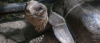 Försökte sälja hotad sköldpadda på Blocket