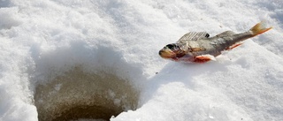 Dioxinet har nått ännu en fisk