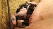 De kommer driva den sista stora grisgården i kommunen • Trenden i landet: Fyra av fem har slutat
