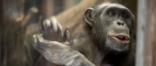Schimpanserna har tagit sig ur sitt hägn: "Inte instängda" • Skjutna schimpansen olokaliserad