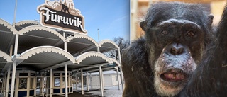 Efter schimpansrymningarna – Furuviksparken tillsätter extern utredning