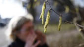 Risk för ovanligt höga halter av pollen i år