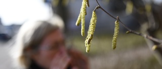 Risk för ovanligt höga halter av pollen i år
