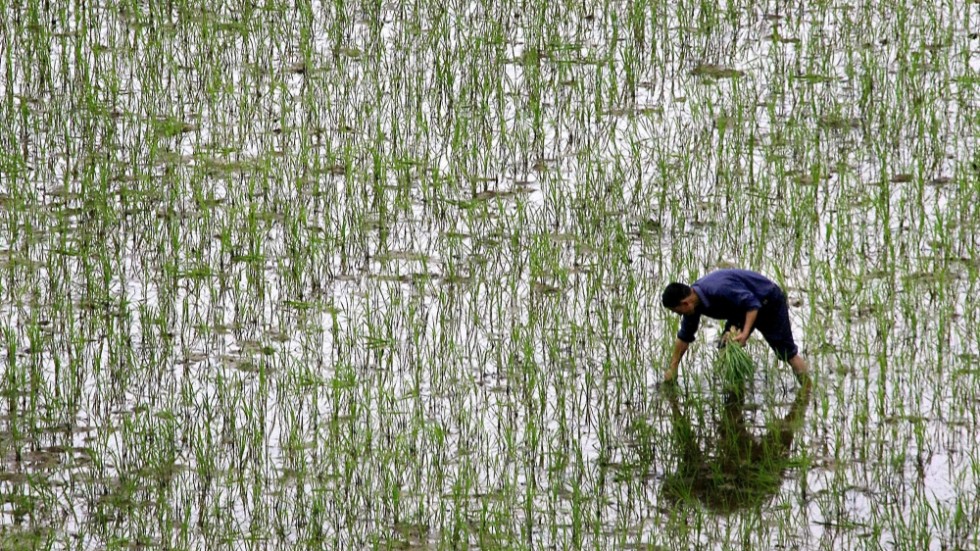 Ett ris som inte behöver planteras om varje år finns på listan över årets främsta forskningsnyheter. Här en risodling i den kinesiska Hunanprovinsen. Arkivbild.