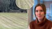 Rapporter om varg i Råby – Birgitta: "Den hade så långa ben och svävade fram" ✓Vit fläck på vargkartan