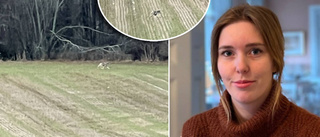 Rapporter om varg i Råby – Birgitta: "Den hade så långa ben och svävade fram" ✓Vit fläck på vargkartan
