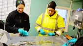 Hur går det till att klippa fettfenan på odlad fisk? De som jobbar på Kvistforsens fiskodling vet: ”Vi klipper 14 000 fenor varje dag” 
